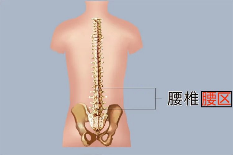 腰部臀部图片位置示意图