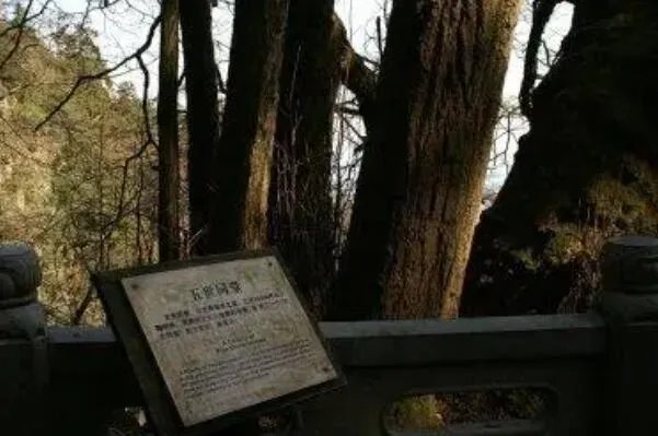 世界最古老的十棵树，中国上榜五棵，第一有1.3万年历史