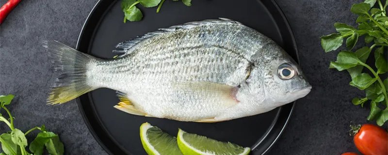 鱼有没有心脏 鱼有没有心脏