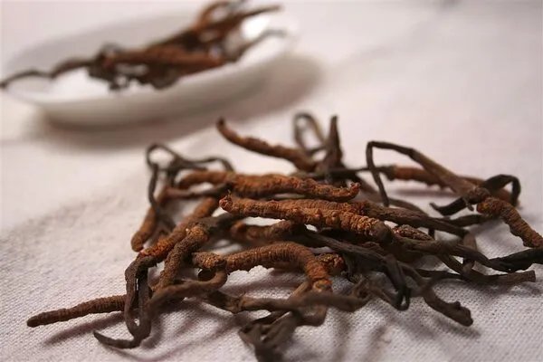 虫草花的功效与作用是什么