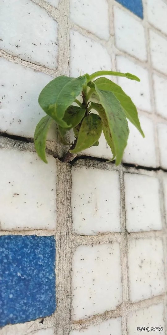 《最美的时光》歌曲有哪些？