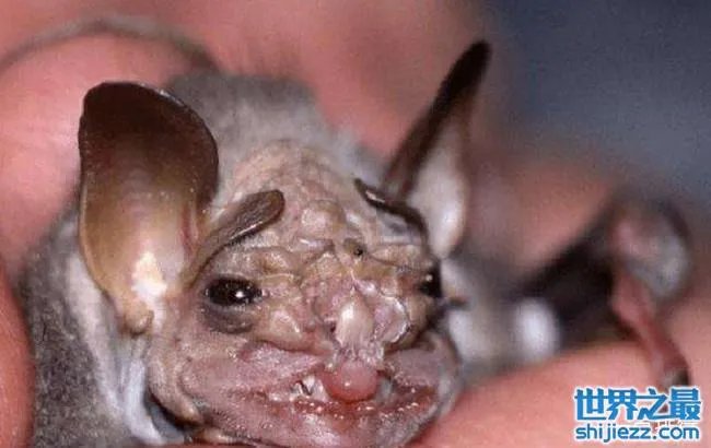 十大最恐怖蝙蝠图片 世界上最可怕的蝙蝠 
