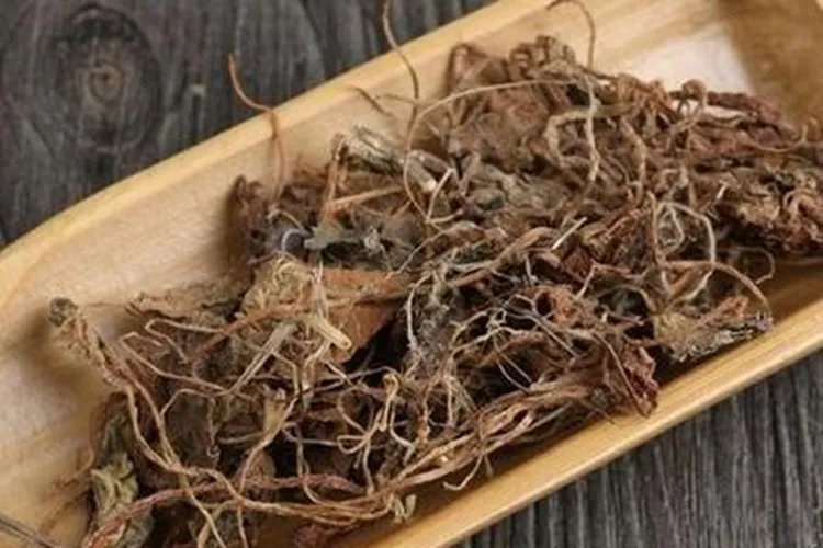 虎耳草的功效与作用图片