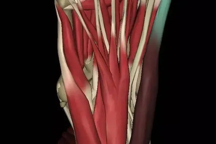 脚的解剖结构图片