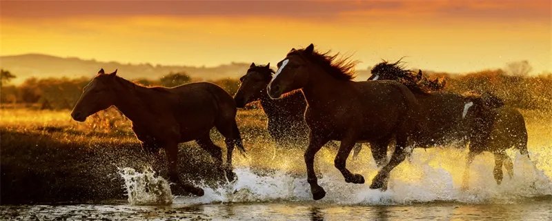 90年属什么的生肖