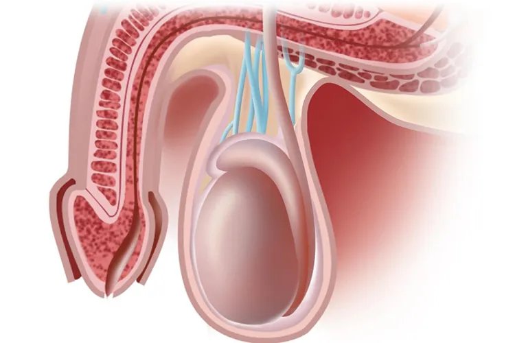 成年的睾丸高清图片