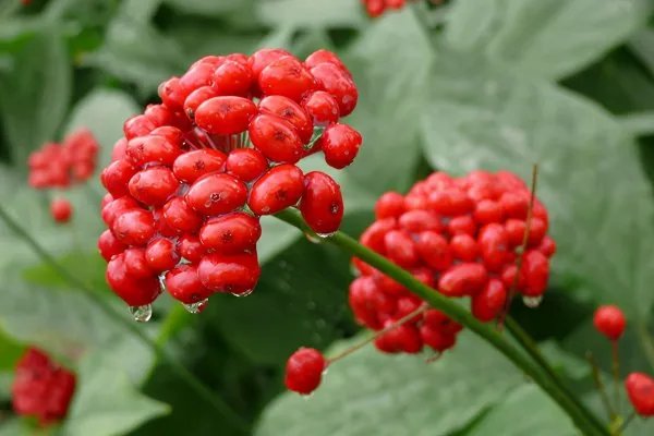 神瑛侍者经历了什么劫难?对林黛玉从一日一问候,到冷漠如冰霜呢?