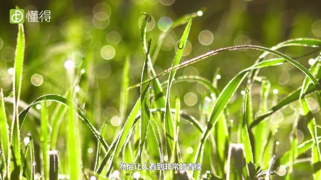 草色遥看近却无的意思是什么（图文）