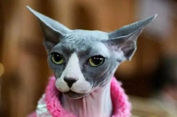 俄罗斯猫品种大全—俄罗斯十大名猫