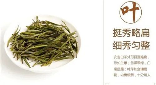 安吉白茶图片欣赏  安吉珍罕白茶的介绍