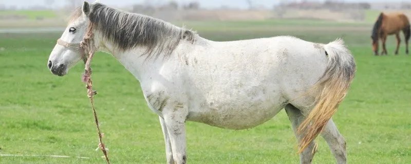 马年是哪一年 什么时候是马年