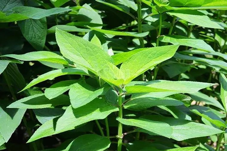 玄参图片大全高清