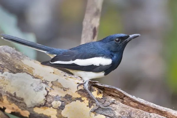 楣婇覆:鍠滄鍦ㄥ帟鎵€鏃佽椋�/鍙０鍠冲柍(琚О鐚勃娓�)