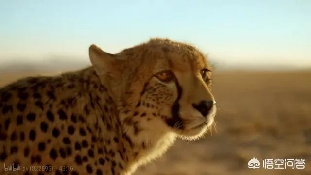 BBC新出的纪录片《大猫》能否超越高口碑《蓝色星球2》?