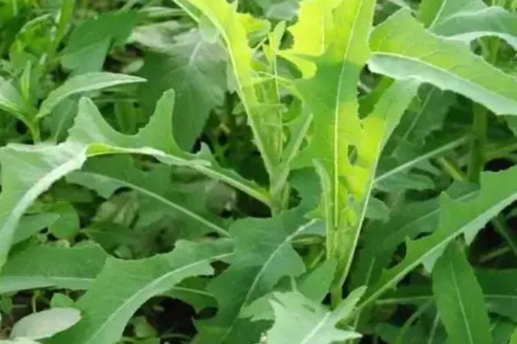 野生败酱草图片