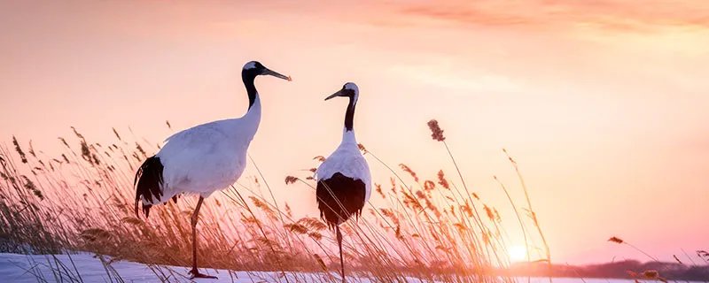 国鸟是啥 中国的国鸟是什么