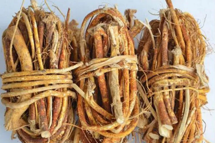 五指毛桃功效作用图片大全大图