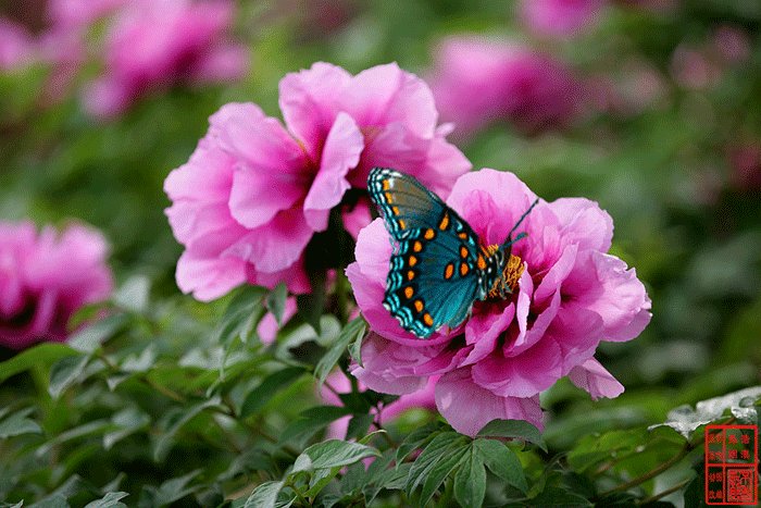 年味该如何理解？