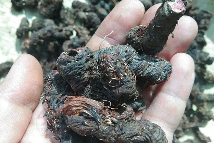 草血竭野生图片