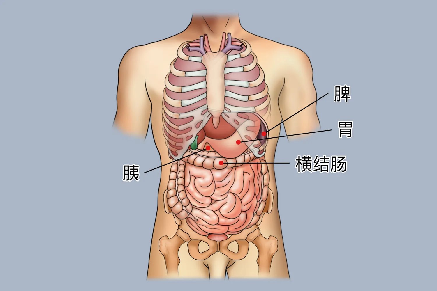 胰腺部位图片大全