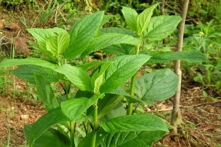 玄参图片大全高清