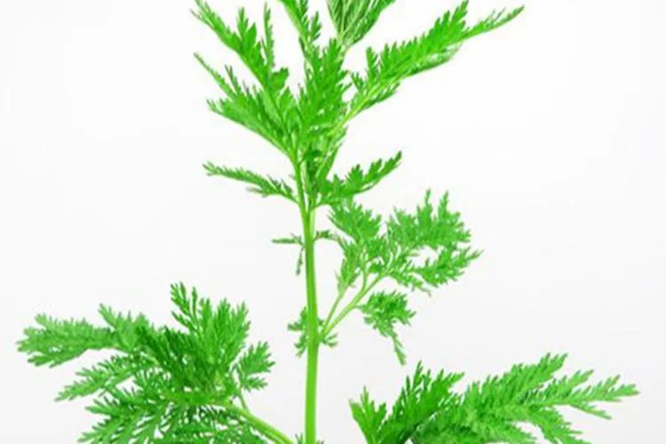 青蒿草图片大全