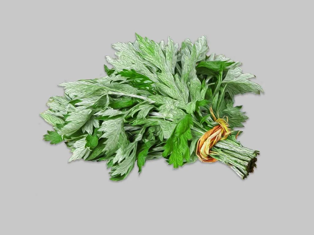 艾草图片