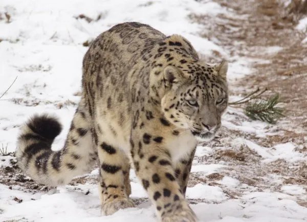 青海首次发现雪豹，最近还发现了哪些野生动物？