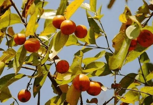 马钱子图片欣赏2018 马钱子的功效与作用揭秘