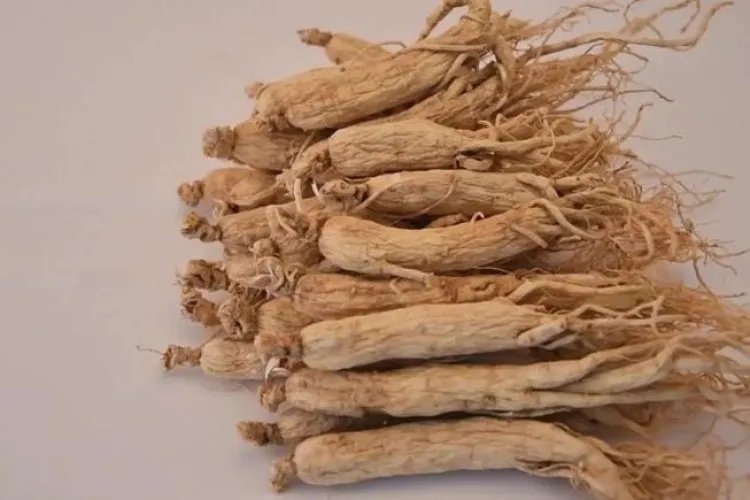 真正野生人参图片