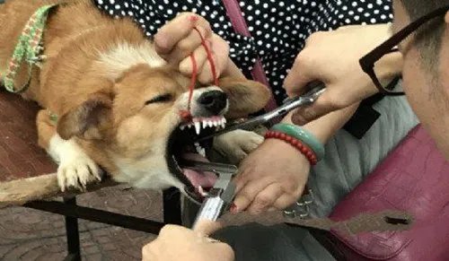 当街切除狗声带的主人已被抓   狗狗血流成河却无一人阻止