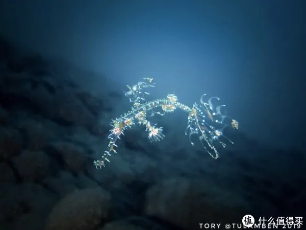 鬼龙是什么,可以吃吗?带大家看一下海底的另一神秘物种!