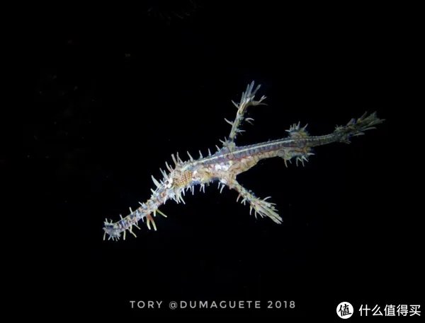 鬼龙是什么，可以吃吗？带大家看一下海底的另一神秘物种！