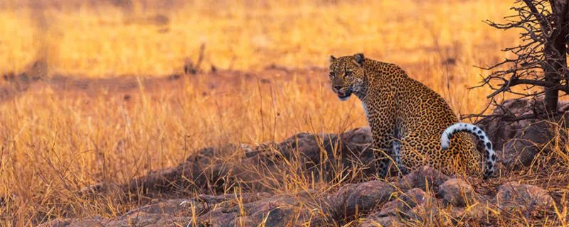 金钱豹在我国属于几级保护动物