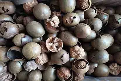 罗汉果图片大全