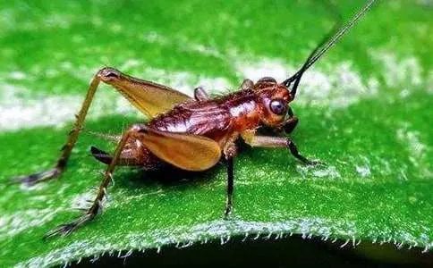 蟋蟀的住宅教学反思