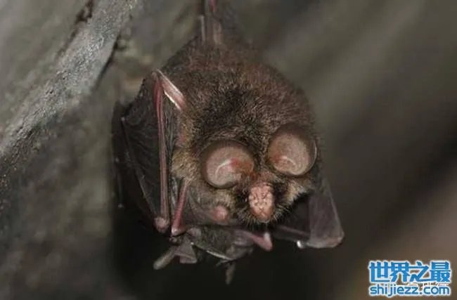 十大最恐怖蝙蝠图片 世界上最可怕的蝙蝠 