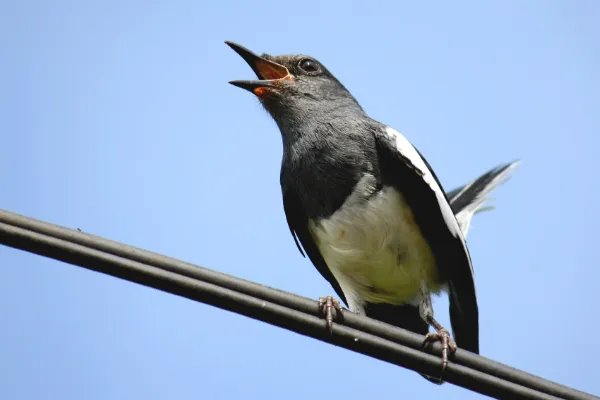 楣婇覆:鍠滄鍦ㄥ帟鎵€鏃佽椋�/鍙０鍠冲柍(琚О鐚勃娓�)