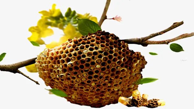 蜂巢的多种正确吃法