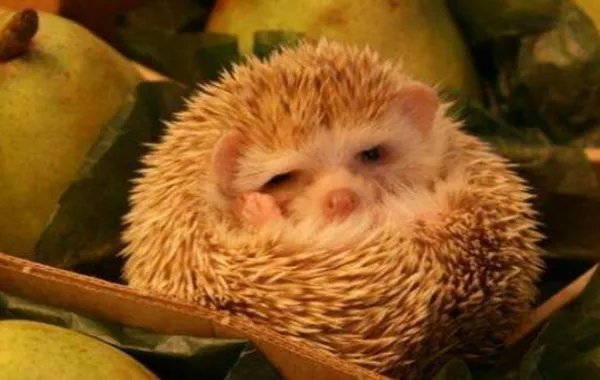 十种动物冬眠的方式，动物过冬的方式有哪些