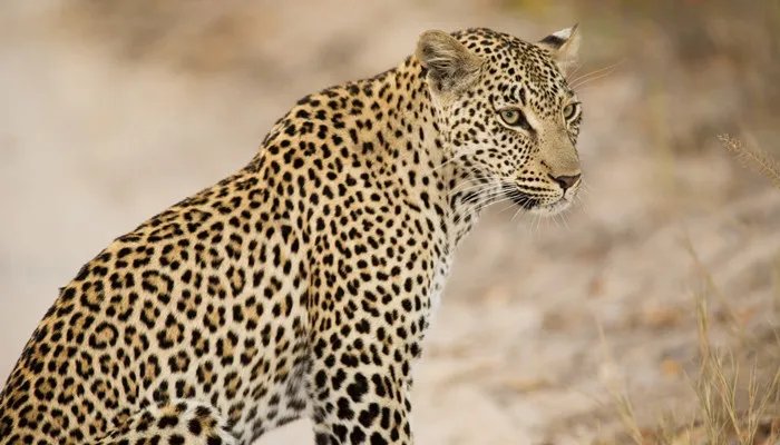 金钱豹在我国属于几级保护动物