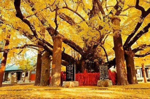 世界最古老的十棵树，中国上榜五棵，第一有1.3万年历史