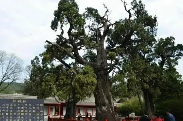 世界最古老的十棵树，中国上榜五棵，第一有1.3万年历史