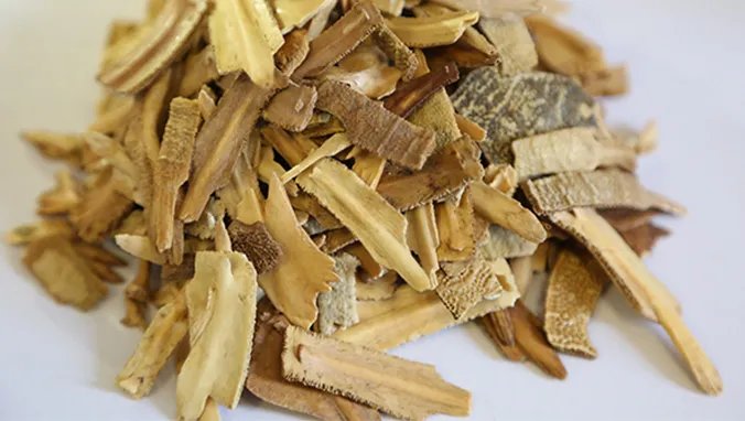 桑皮的功效与作用