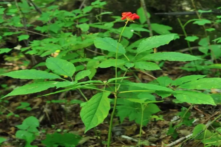 西洋参的图片大全