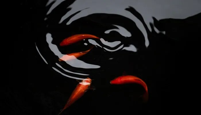 鱼有没有心脏 鱼有没有心脏