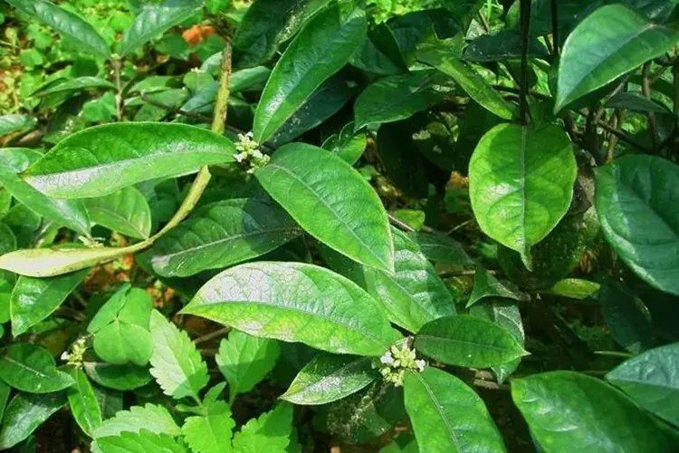 中药巴戟天图片