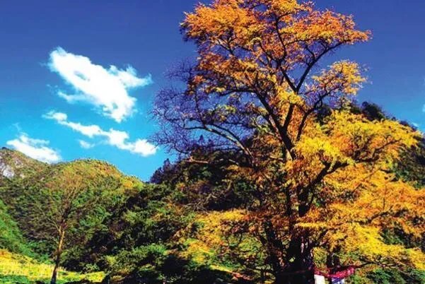 世界最古老的十棵树，中国上榜五棵，第一有1.3万年历史