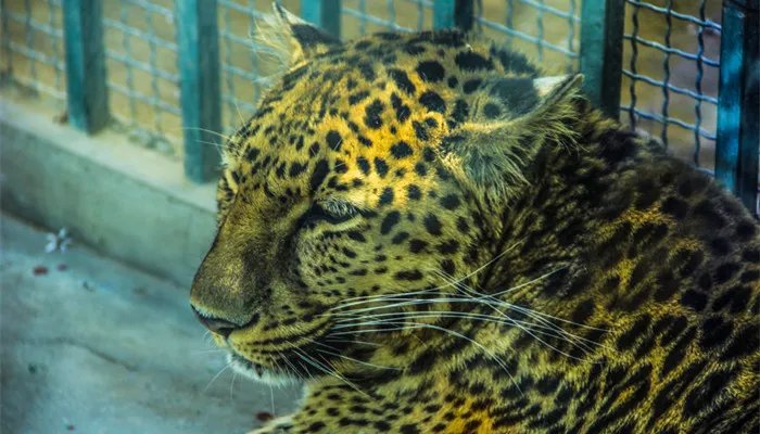 豹子的速度 豹子最快的速度是多少