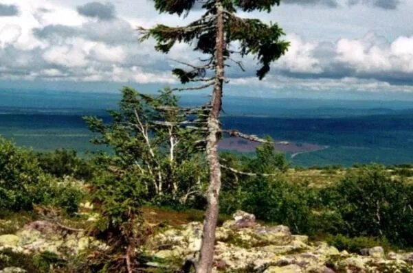 世界最古老的十棵树，中国上榜五棵，第一有1.3万年历史